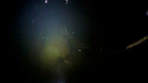 Живой корм для осетров (чем я кормлю осетров зимой)