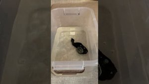 Обзор на наручные мужские часы TUBULAR