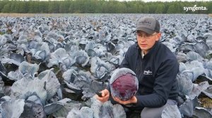 Уборка краснокачанной капусты Рескью