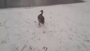 Утка бежит Duck runs