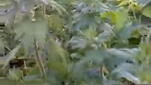 Цветёт пустырник смотреть онлайн