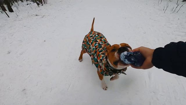 Амстафф Спайк/ один день из жизни щенка стаффа/ прогулка с собакой смотреть онлайн