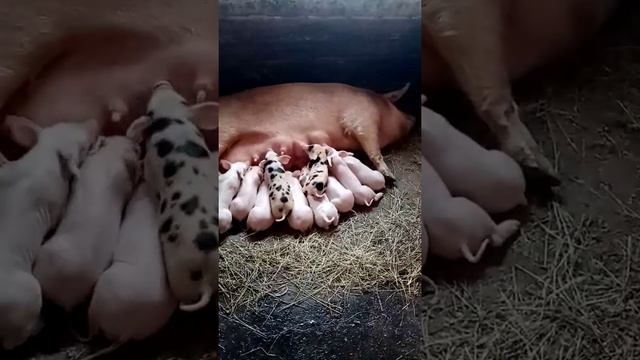 Видео «Свинья кормит поросят»   наблюдение
