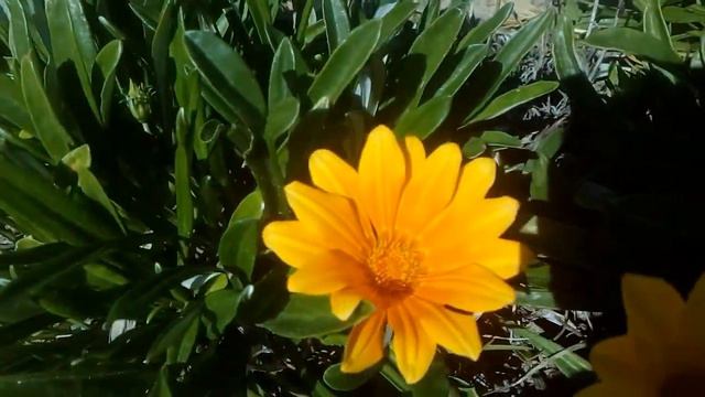 la gazania смотреть онлайн