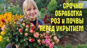 НЕ НАДЕЛАЙТЕ ОШИБОК! Чем ОБРАБОТАТЬ РОЗЫ и ПОЧВУ перед укрытием и что делать ЕСЛИ РОЗЫ ЗАБОЛЕЛИ