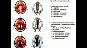 Строение гортани
