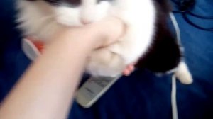 Мистер Пушистые Штаны