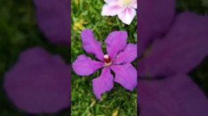 Клематис Элегия