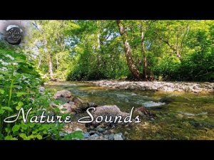 Шум лесной реки, щебет птиц / Звуки леса для отдыха, медитации, сна, снятия стресса