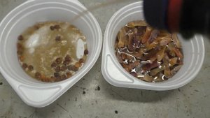 Клен Остролистный, сорт Кримсон Кинг из семян. Часть 1я, подготовка семян.