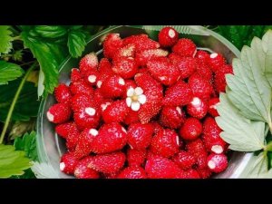 Сею землянику и петунию. Самый простой способ. Земляника Барон Солемахер.