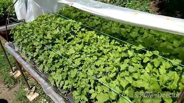 Черенкование смородины в парниках// 100 % результат смотреть онлайн