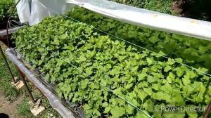 Черенкование смородины в парниках// 100 % результат