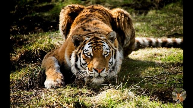 Тигры | Интересные факты о животном | Царь дикой природы | смотреть онлайн