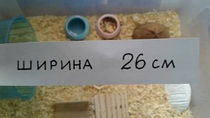 Все о клетке для джунгарского хомяка