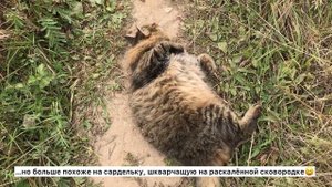 Домашний кот гуляет на улице | Сибирский кот Смешные коты Приколы с котами