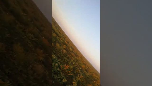 Арбуз каристан смотреть онлайн