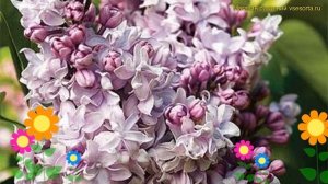 Сирень обыкновенная маршал василевский. Краткий обзор, описание характеристик syringa vulgaris