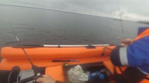 Навага у Пертоминска в Унской губе Белого моря