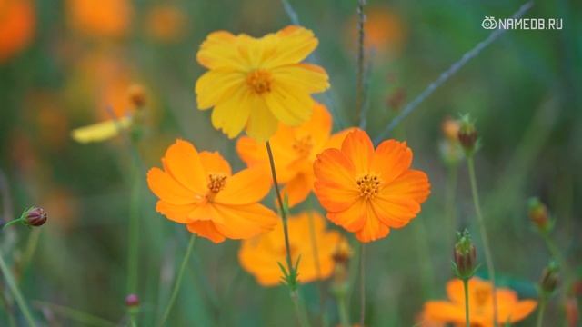 Гороскоп на май 2023 года смотреть онлайн