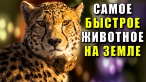 Самое быстрое животное. Какое животное самое быстрое.