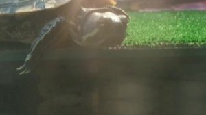 Грунт в Аквариуме у Красноухой Черепахи | Как Выбрать? | Чем Опасен?