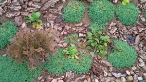 Альпийская горка 2,5 месяца спустя. #очиток #альпийскаягорка