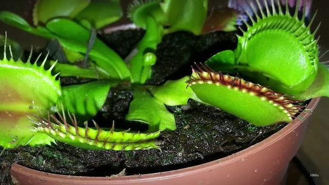 Венерина мухоловка - хищное растение ест насекомых. Заказать на Aliexpress смотреть онлайн