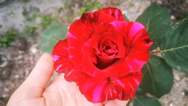 Роза Rita Des Trois Lucs (Рита де труа люк) первое цветение. Пересорт роз. смотреть онлайн