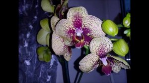 КАК БОРОТЬСЯ С ГРИБНЫМИ КОМАРИКАМИ В ГРУНТЕ У ОРХИДЕЙ?