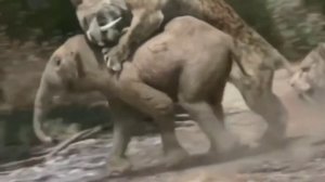 Smilodon vs Mammoth