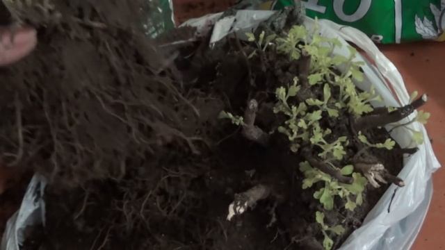 Хризантемы, размножение черенками и делением куста. смотреть онлайн