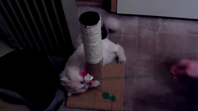 Беня смотреть онлайн