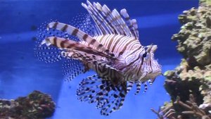 Океанариум на ВДНХ - Москвариум. Обзор аквариумов с рыбками