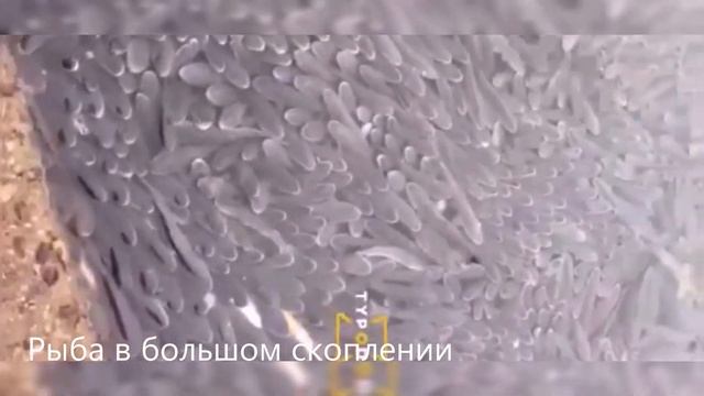 Оросительный канал#shorts смотреть онлайн