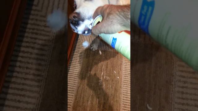 Whip cream gives dog rabies