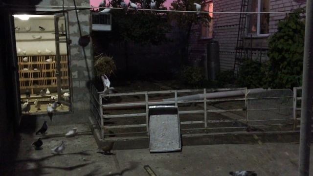 #Pigeon.Отвар из гранатовых шкурок для голубей.