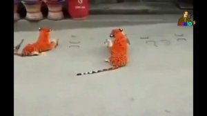 Собака испугалась плюшевых тигров