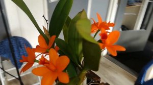 #GVOS2020  Cattleya (Blc) ShinFong Little Sun Young Min Golden Boy