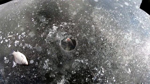 это КОНИ а не КАРАСИ! ловля ОГРОМНОГО карася  зимняя рыбалка 2022. шикарный клев крупного карася.
