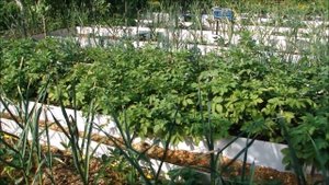 Ставлю ловушки для слизней.  Наша банька!