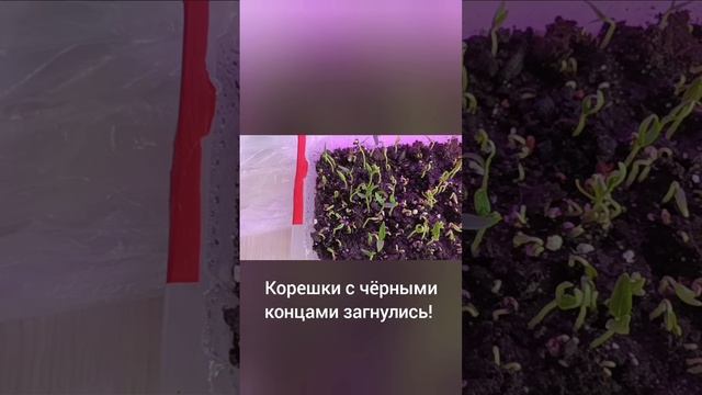 стоит ли сажать семена проросшие черным кончиком