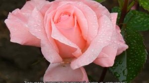 Роза Куин Элизабет (Queen Elizabeth) — описание сортового растения