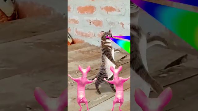 meow meow meow 😻# sphinx cat😻dance# funny😂 cat😻# dance #sphynx😻#hairlesscats 🐈#trinding🤣#viral  🙏🙏🙏