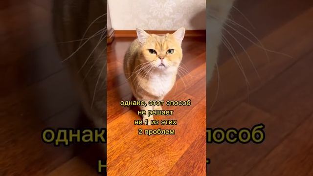 Можно ли брить кошек? ✂️✂️✂️