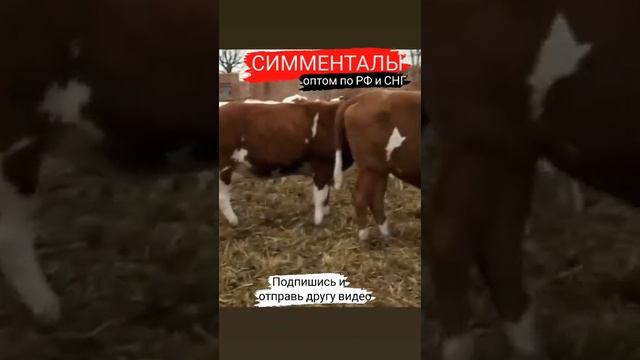 Симментал телки и нетели в продаже. Продажа симментальской породы в России. #Simmental #shorts