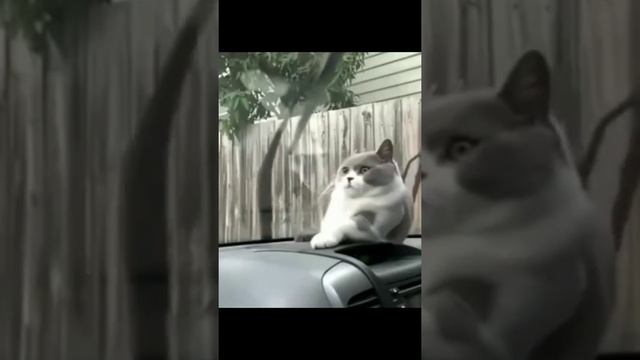 Посмотри на этих котиков ?? Прикольные коты ?? #shorts