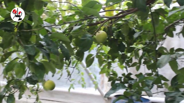 Зэки вырастили лимоны и бананы. Real video смотреть онлайн