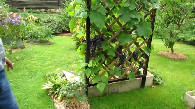 ??Виноградник затерянный в цветочном раю. Виноград в ландшафте. Ландшафтный дизайн.