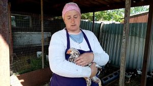 Кого лучше покупать МОЛОДЫХ КУР или СУТОЧНЫХ ЦЫПЛЯТ.